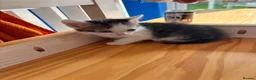 Domestic Shorthair cats for sale: KITTENS LOOKING FOR NEW HOME - Advert 2