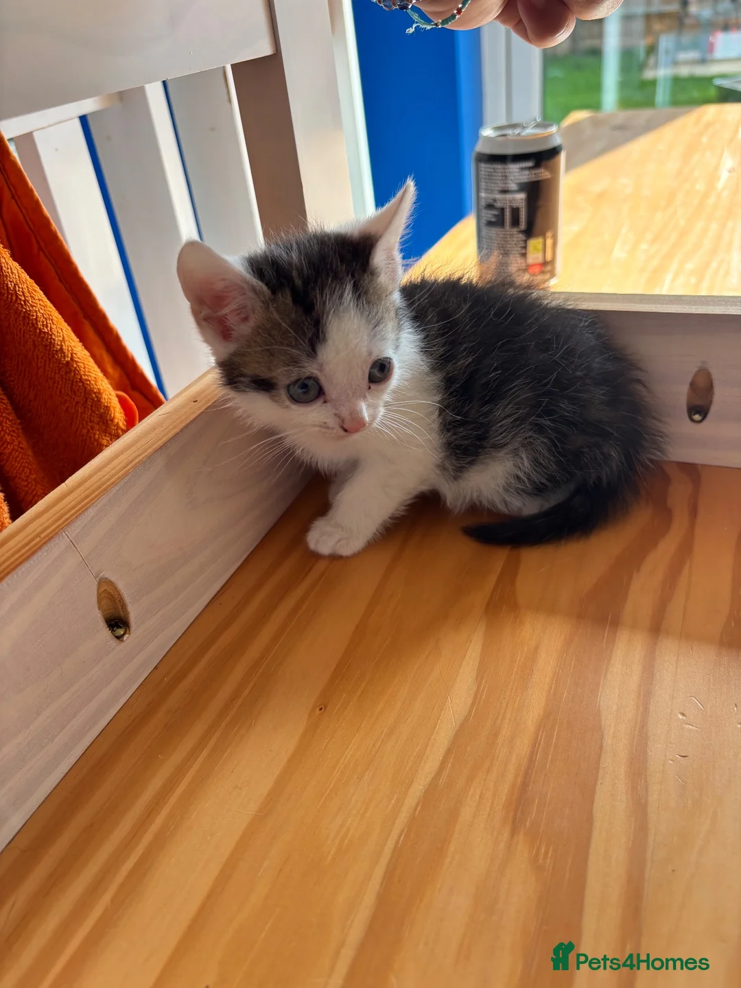 Domestic Shorthair cats for sale: KITTENS LOOKING FOR NEW HOME - Advert 2
