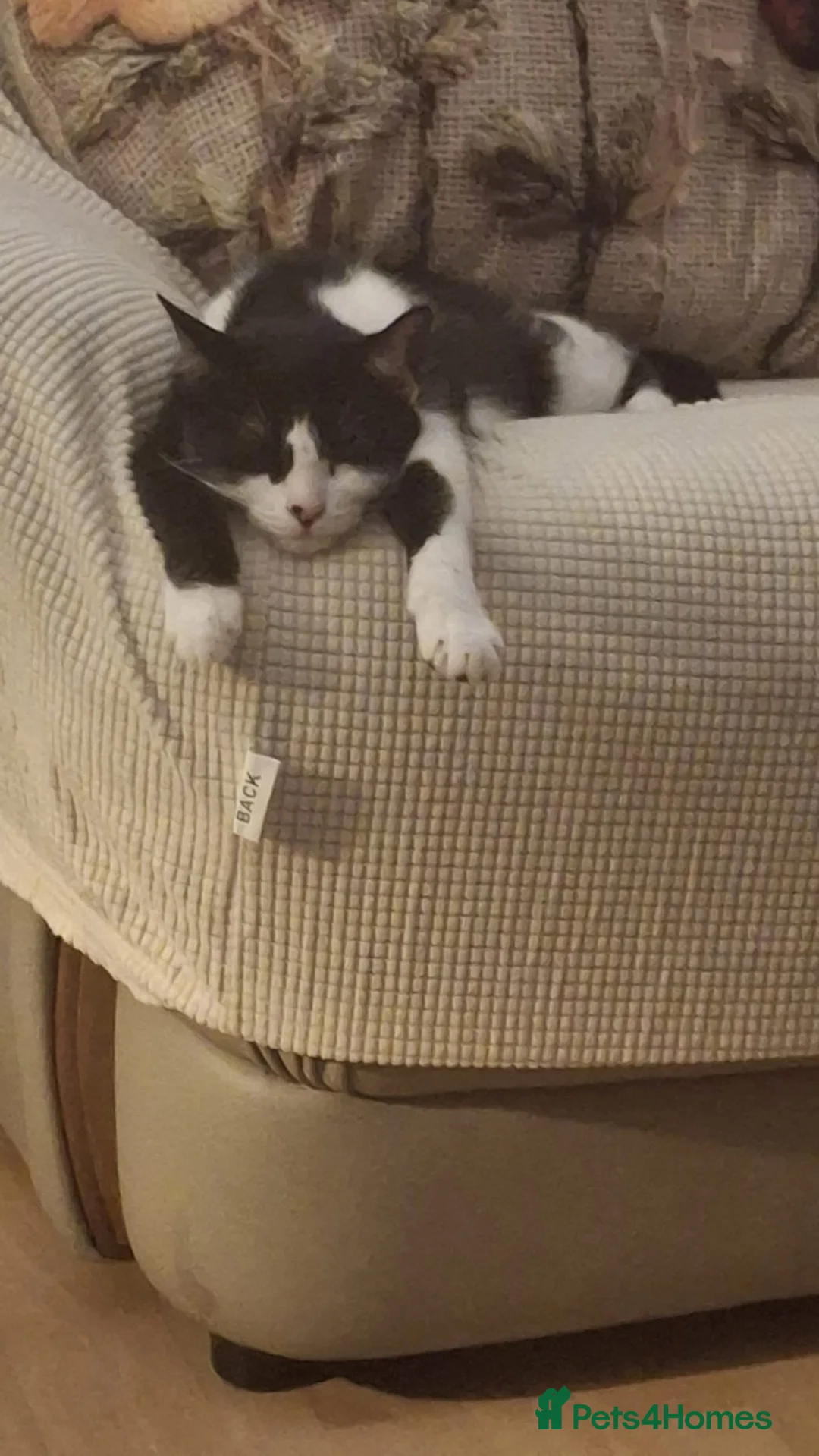 Mixed Breed cats for sale: Shushi and Mia -rehoming together  - Advert 2