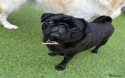 Pug dogs for sale: Female pug  - Advert 2