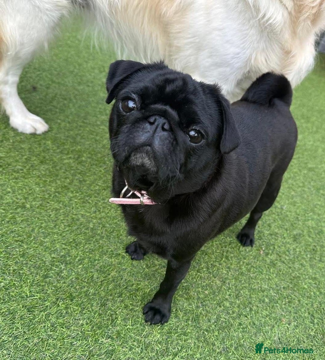 Pug dogs for sale: Female pug  - Advert 2