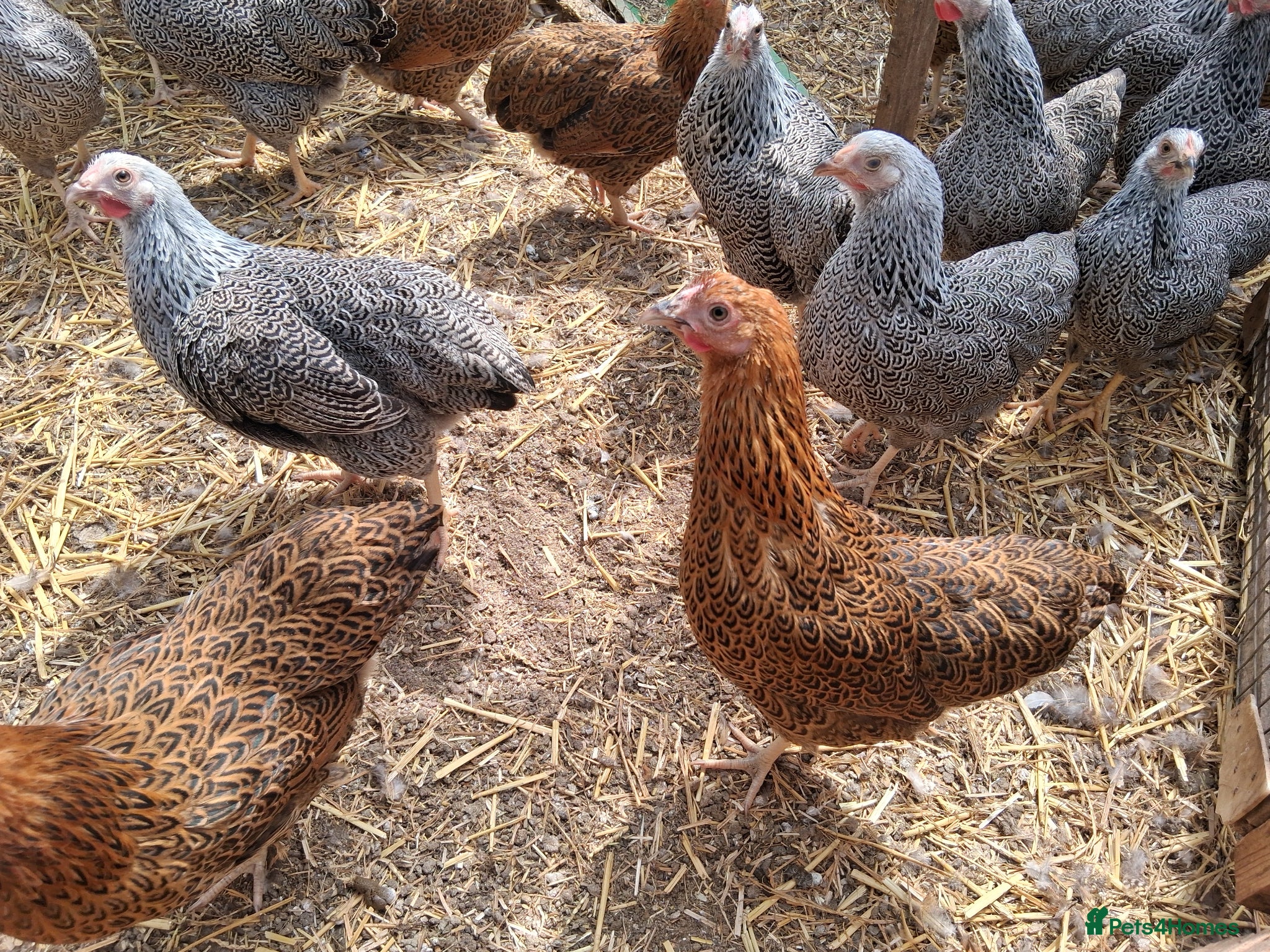 Chickens poultry Silver pencil wyandottes  - Advert 1