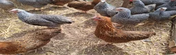 Chickens poultry for sale: Silver pencil wyandottes  - Advert 1