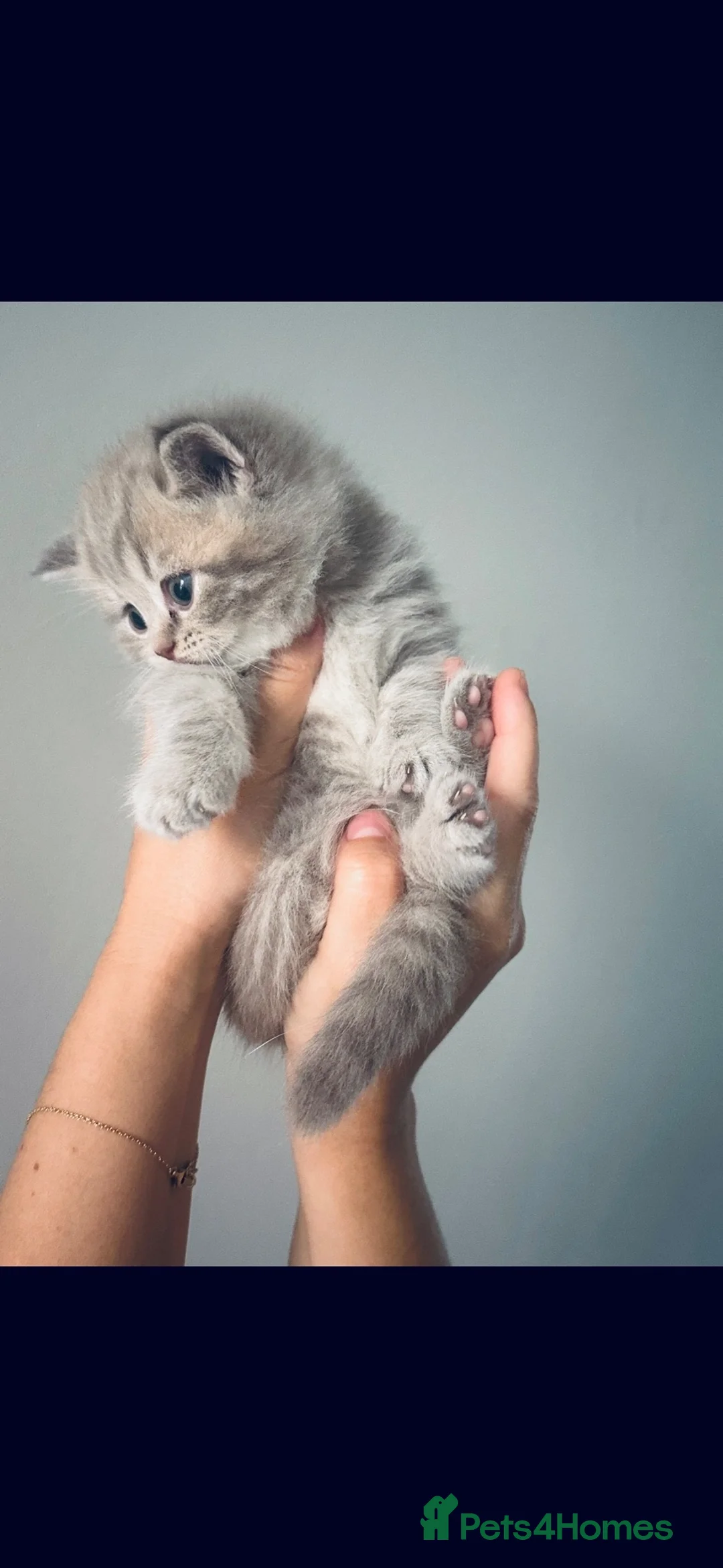British Shorthair cats for sale: 3 kittens  in Bristol - Advert 2