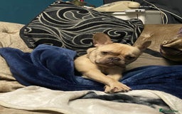 French Bulldog dogs for sale: 4 year old French Bulldog - Image 2