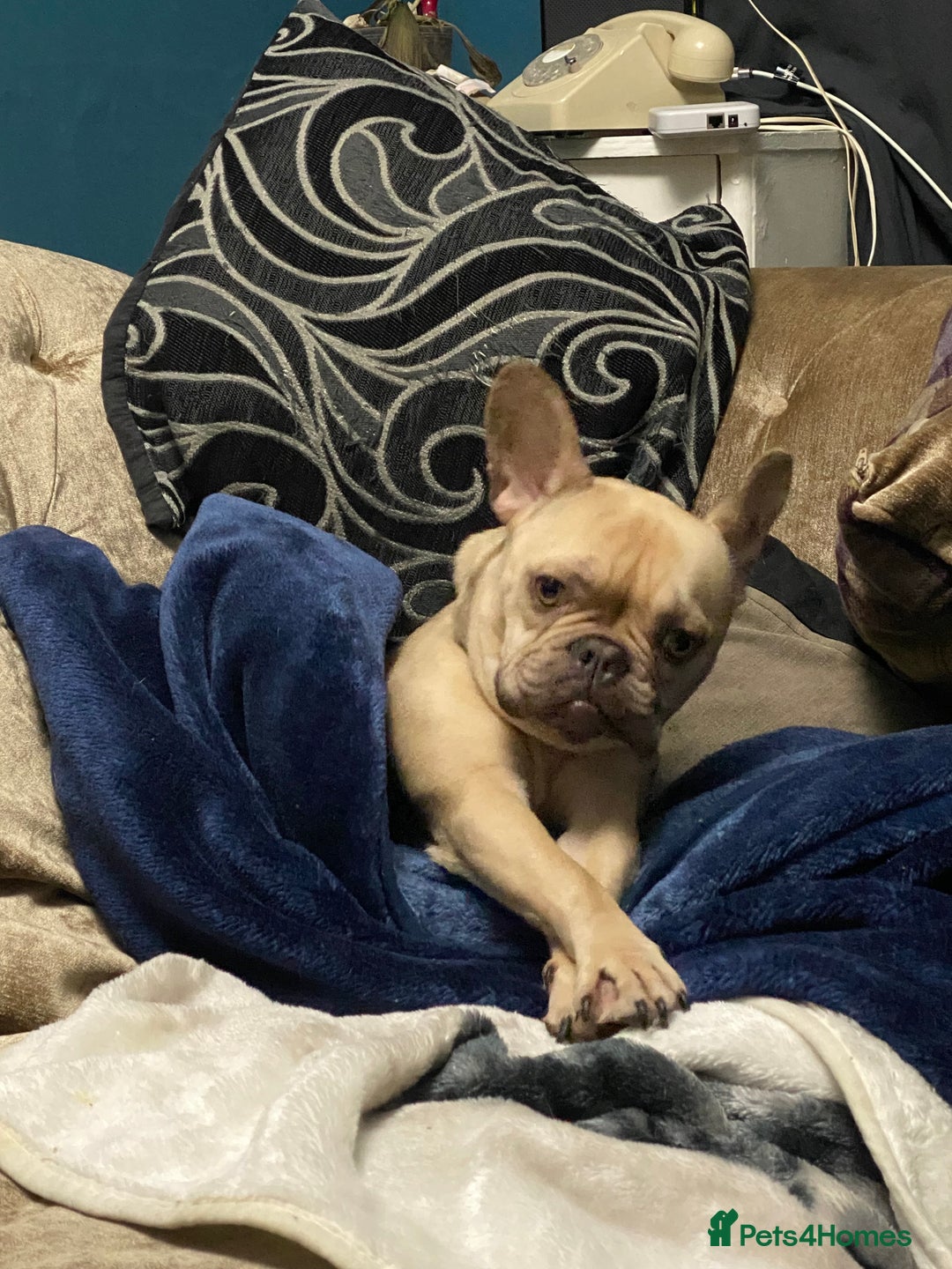 French Bulldog dogs for sale: 4 year old French Bulldog - Image 2