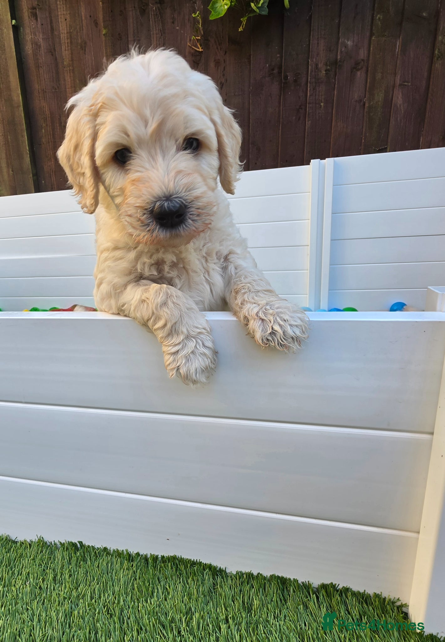 Goldendoodle dogs Multige. Goldendoodle Puppies. Parents DNA clear!! - Advert 1