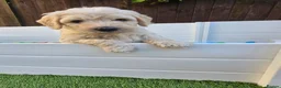 Goldendoodle dogs for sale: LAST girl left of Multigen.Goldendoodle Puppies!!! - Advert 6