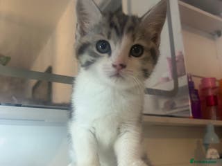 Mixed Breed cats Beautiful kittens - Advert 8