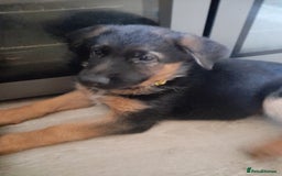 German Shepherd dogs for sale: German Shepherd Puppies for Sale - Image 3