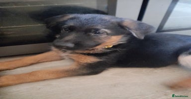 German Shepherd dogs - Advert 10