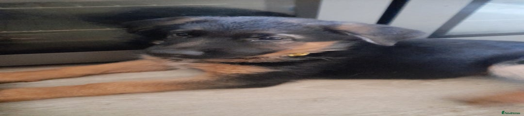 German Shepherd Puppy 2