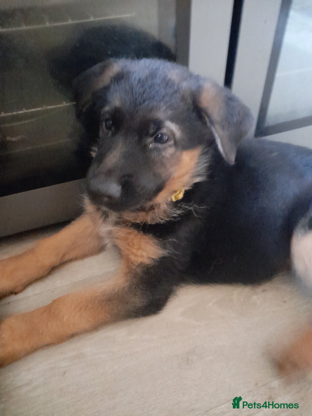 German Shepherd dogs for sale: German Shepherd Puppies for Sale - Image 3