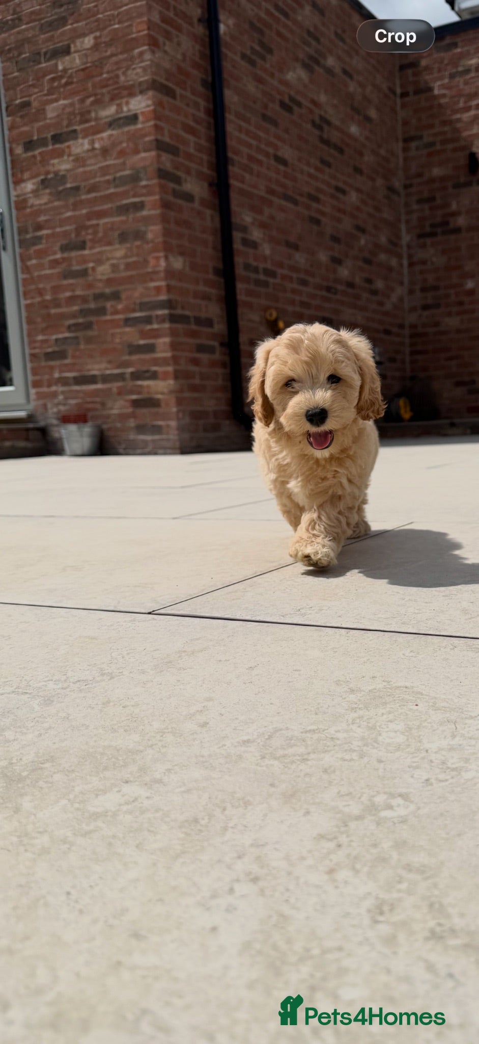 Maltipoo dogs Adorable Health tested F1 Maltipoo puppies - Advert 8
