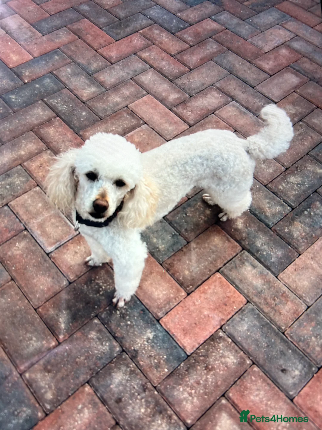 Cockapoo dogs for sale: Gorgeous mixed litter of cockapoo puppies  - Advert 15