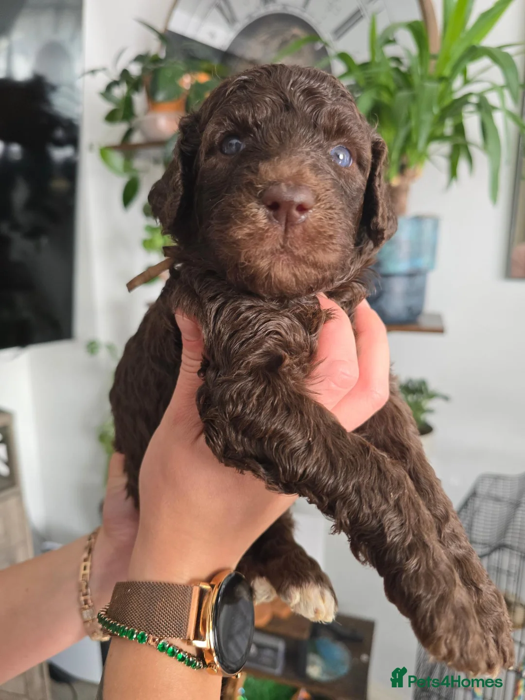 Goldendoodle dogs for sale: Standard F1B Goldendoodle Unique colours!  - Advert 2