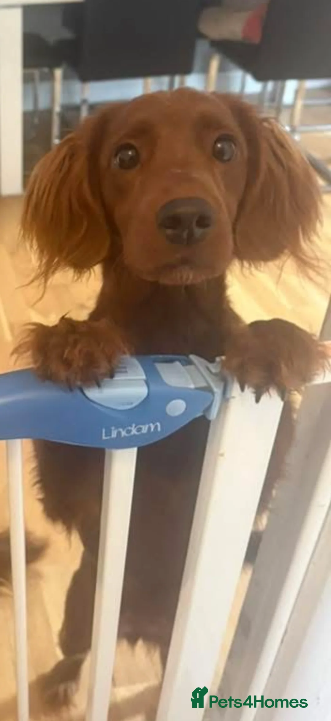 Cockapoo dogs for sale: Rosie the Smoothie Cockapoo  in Gosport - Advert 1