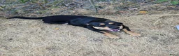 Mixed Breed dogs for sale: Staffy x shepherd in need of a home - Advert 3