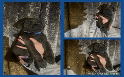 Cane Corso dogs for sale: Chunky blue cane corso pups - Image 1