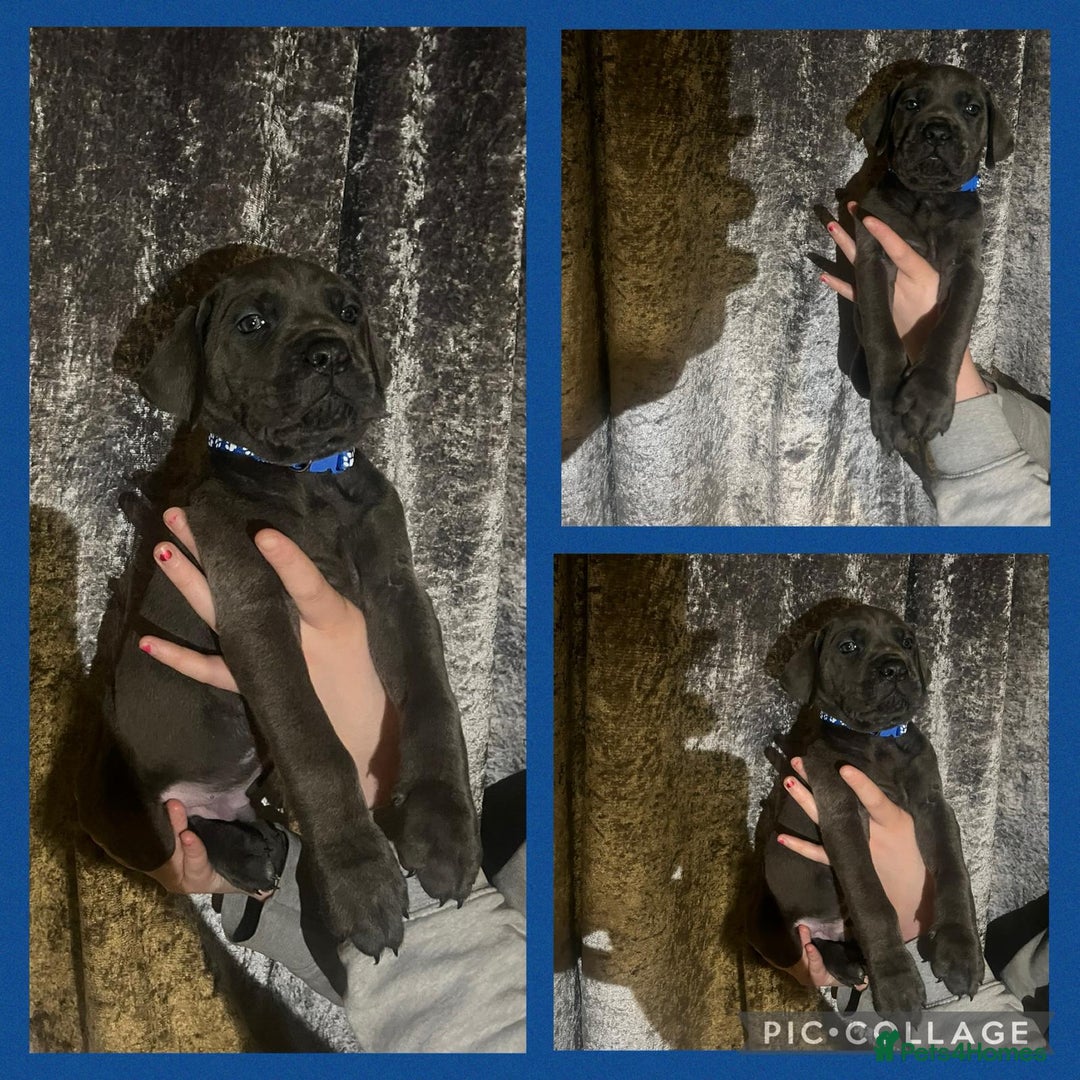 Cane Corso dogs for sale: Chunky blue cane corso pups - Image 1