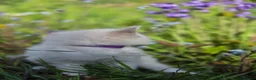 Ragdoll cats for sale: Zamir Ragdoll Family - Advert 3