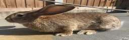 Continental Giant rabbits for sale: Giant ready to go now 12 weeks old  - Advert 12