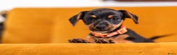 Jackshund dogs for sale: Daxijax/Jackshund/Dachshund/Jack - READY TO GO - Advert 29