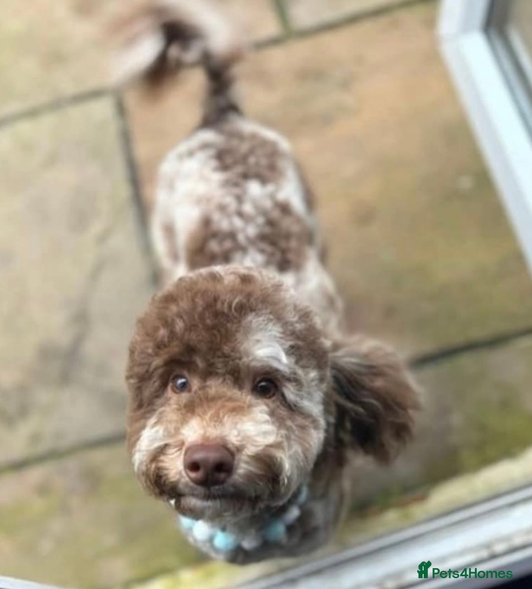 Cockapoo dogs for sale: Toy cockapoo pups - Image 12
