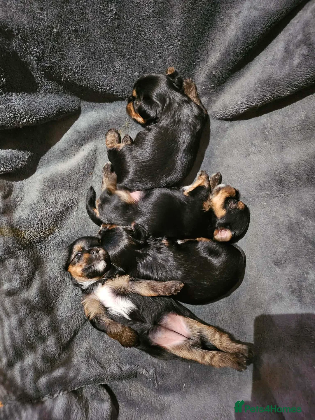 Yorkshire Terrier dogs for sale: Yorkshire terrier(3 months old) in London - Advert 2