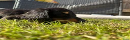 Miniature Dachshund dogs for sale: READY NOW Mini dachshund long haired black tan  - Advert 5