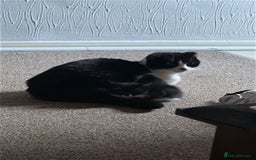 Scottish Fold cats for sale: Scottish fold straight (mix) - Image 8