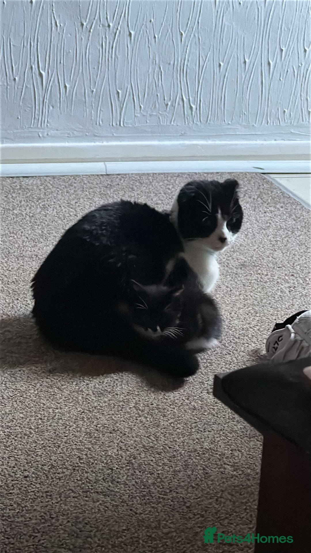 Scottish Fold cats for sale: Scottish fold straight (mix) - Image 8