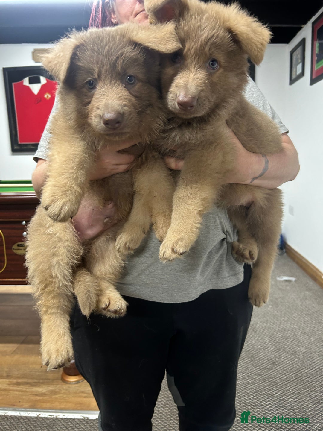 German Shepherd dogs for sale: Isabella German shepherd pups - Image 10