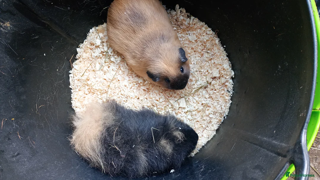 Guinea Pig rodents for sale: Various Guinea pigs - Advert 2