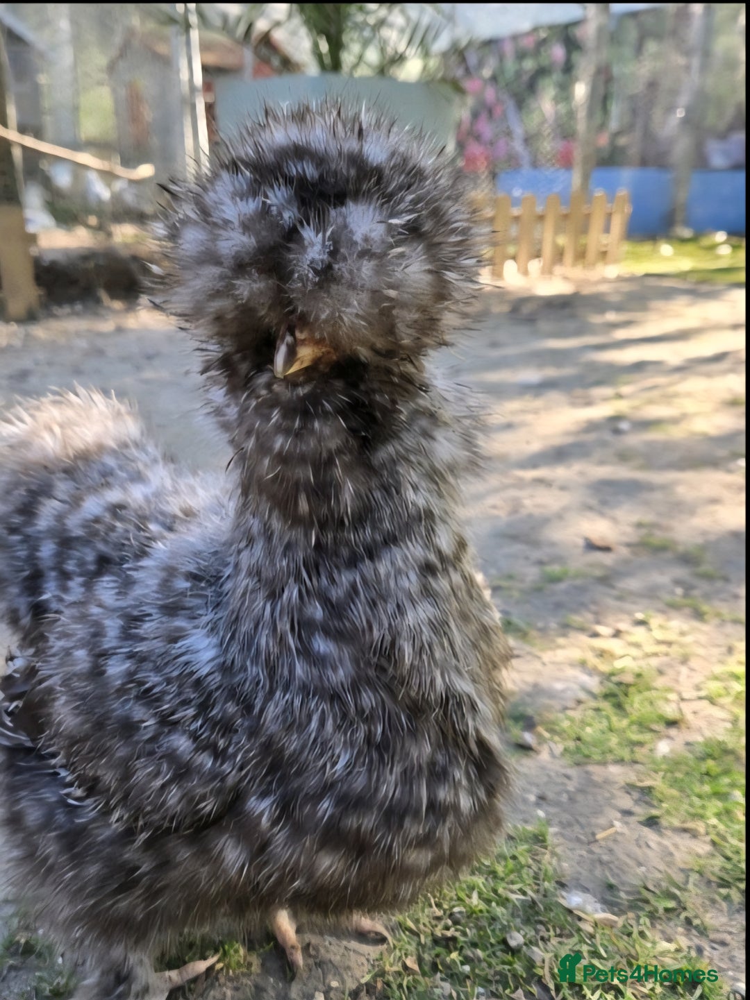 Chickens poultry for sale: Silkie Hatching eggs - Image 6