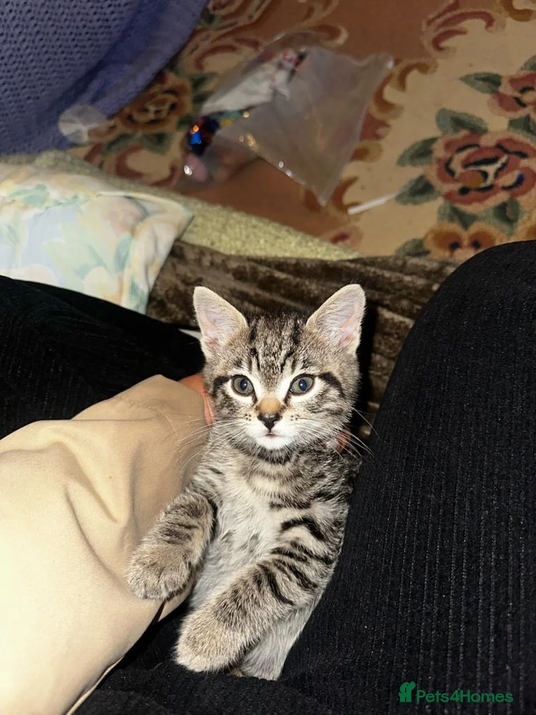 Mixed Breed cats for sale: Fifi - lovely tabby cat - Advert 5