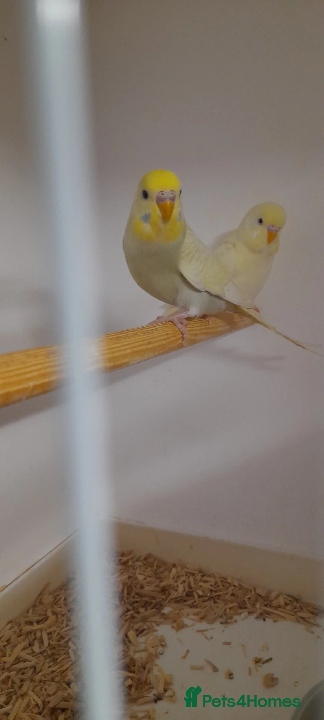 Budgerigars birds for sale: Budgies for sale - Advert 10