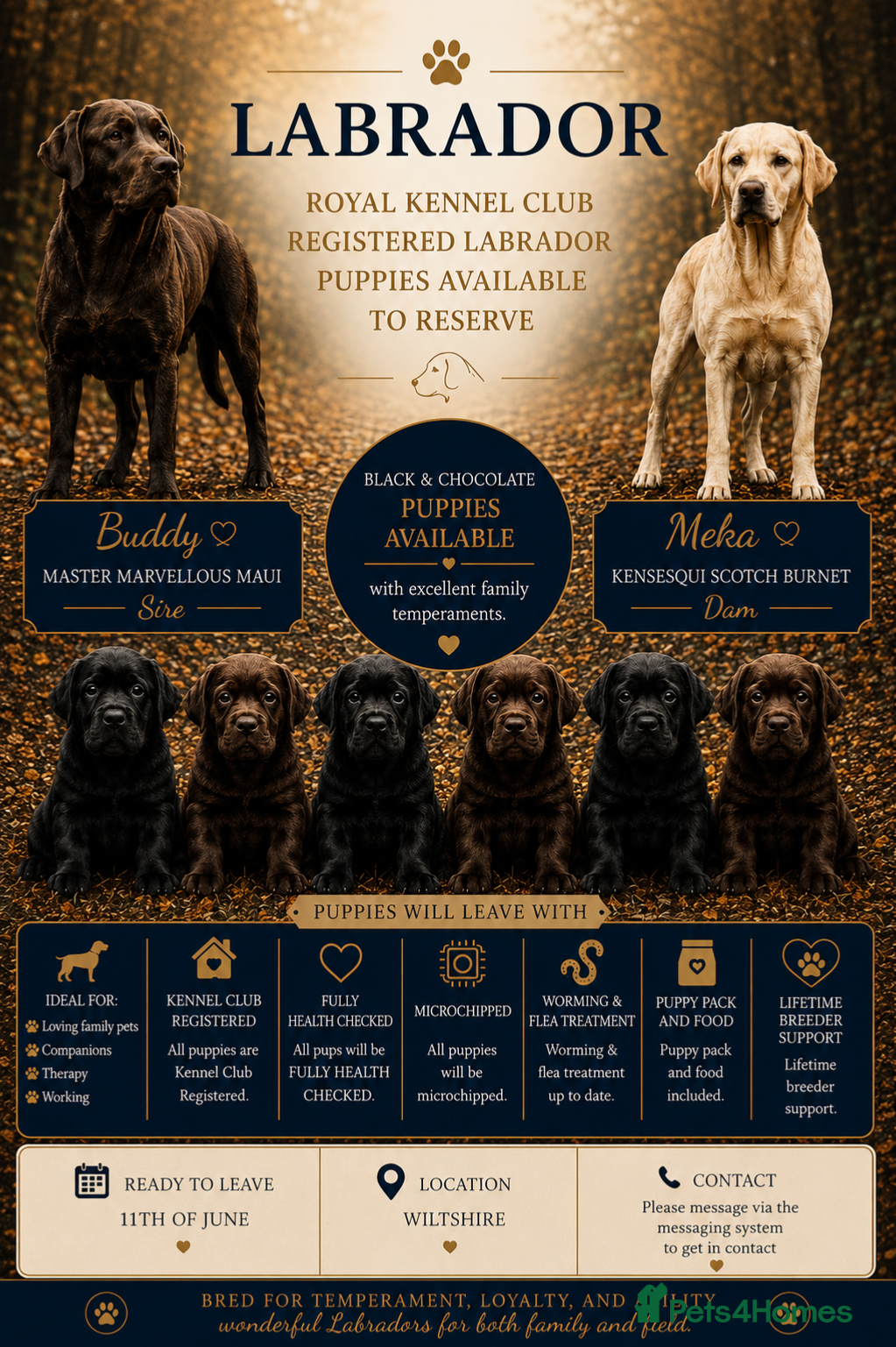 Labrador Retriever dogs Royal Kennel club registered puppies - Advert 2