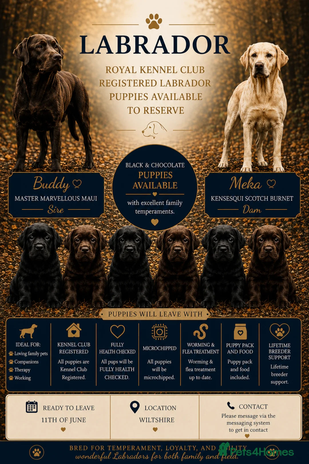 Labrador Retriever dogs for sale: Royal Kennel club registered puppies - Advert 1