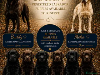 Labrador Retriever dogs Royal Kennel club registered puppies - Advert 3