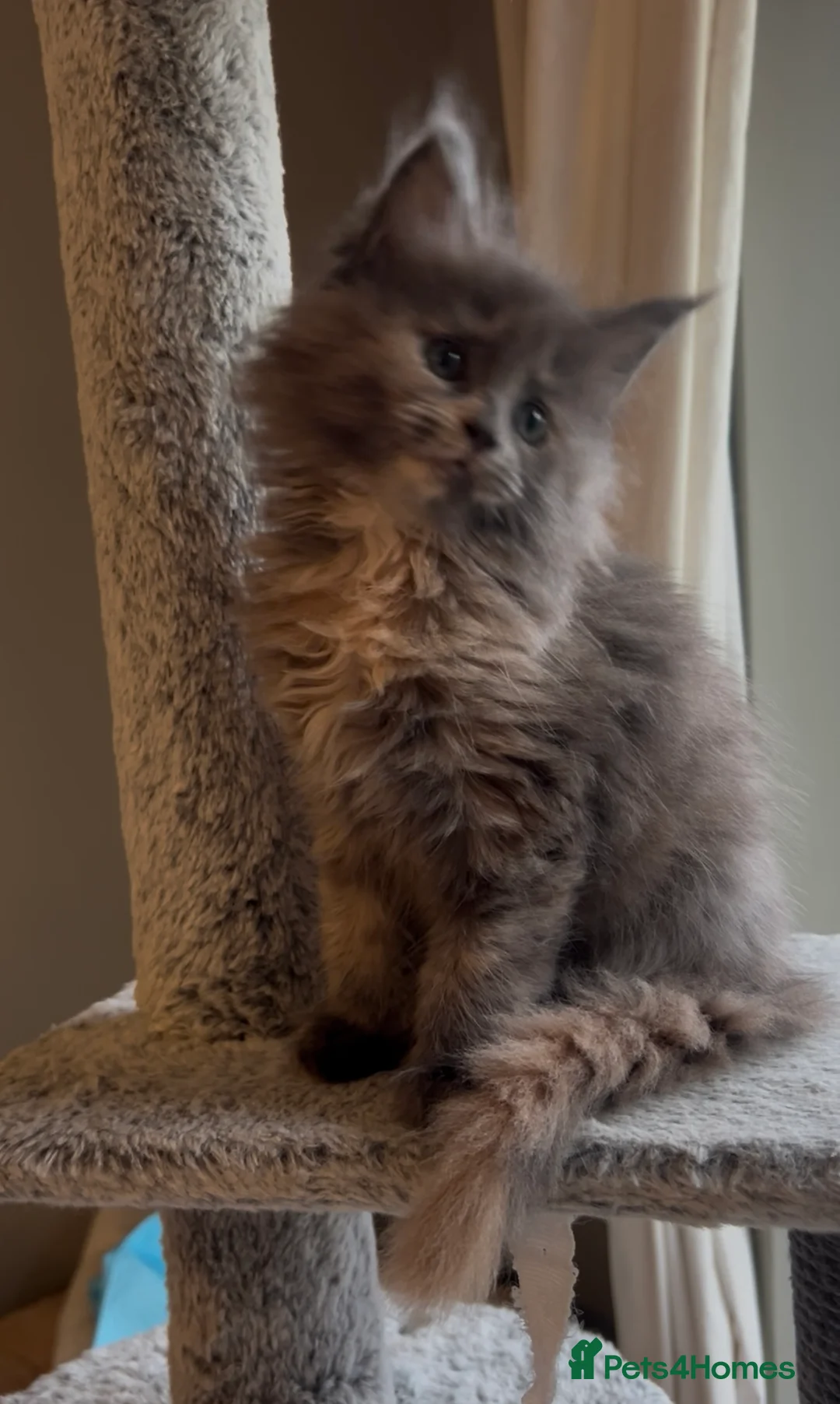 Maine Coon cats for sale: Blue Cream Tortie girl READY NOW - Advert 5