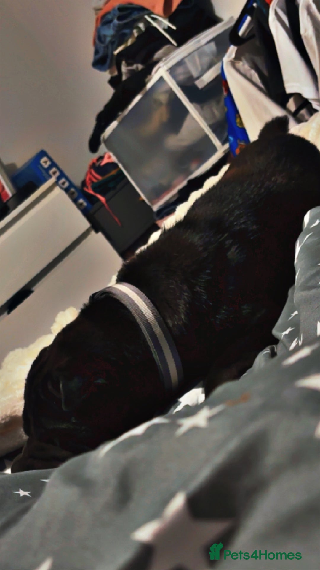 Shar Pei dogs for sale: Shar pei dog - Image 2