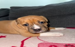 Mixed Breed dogs for sale: Staffy-Cross Puppies - Image 6