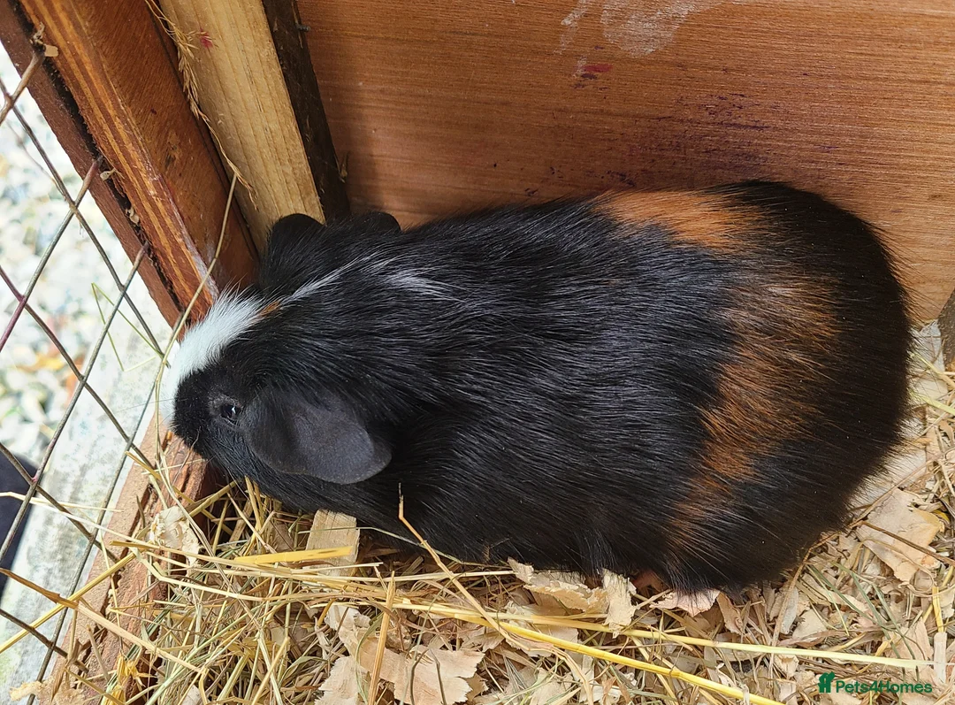 Guinea Pig rodents for sale: Guinea Pigs in South Brent - Advert 1