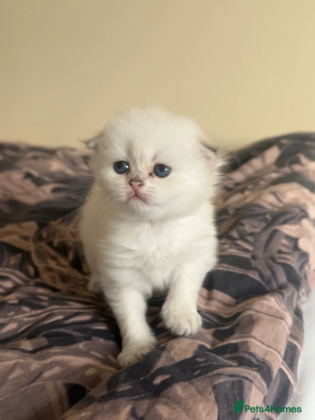 Scottish Fold cats for sale: Scottish Fold & Straight Kittens – Blue Eyes - Advert 17