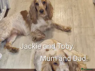 Cocker Spaniel dogs KC registered pedigree Cocker Spaniels - Advert 6
