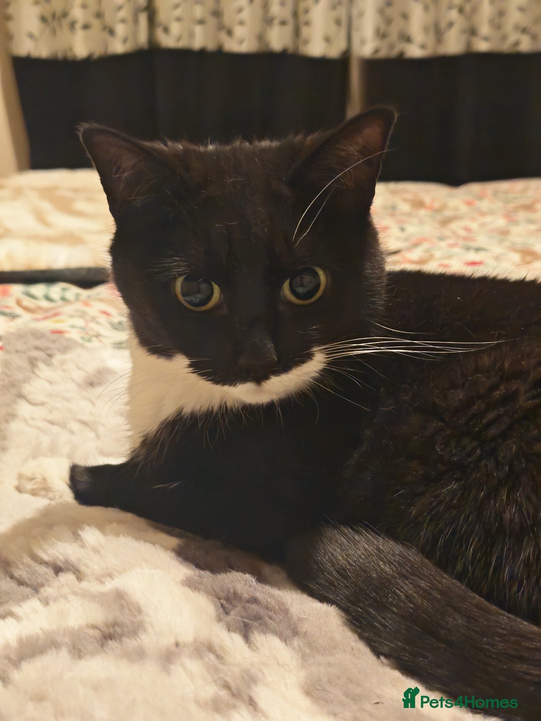 Domestic Shorthair cats for sale: Harmony looking for a home - Advert 2