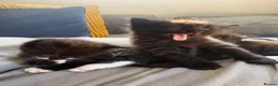 Mixed Breed cats for sale: Beautiful Kittens For Sale - Advert 5
