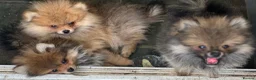 Pomeranian dogs for sale: 13 weeks Teddy bear face Pomeranian male puppies  - Advert 20