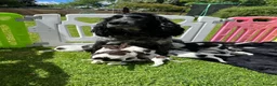 Sprocker dogs for sale: F2 Sprocker Puppies - Growing beautifully 🤎🖤🐾  - Advert 18
